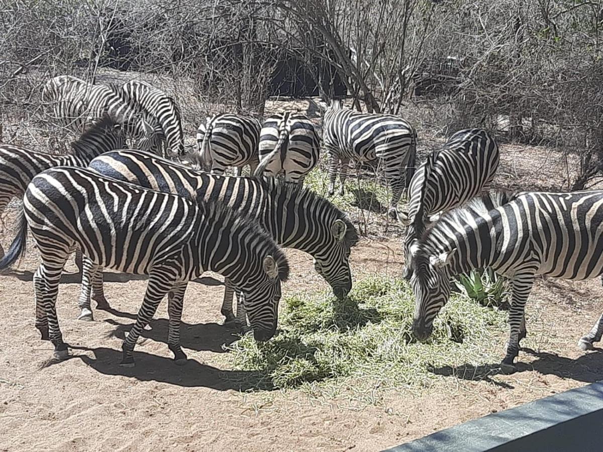 African Bush Escape Marloth Park Exteriör bild