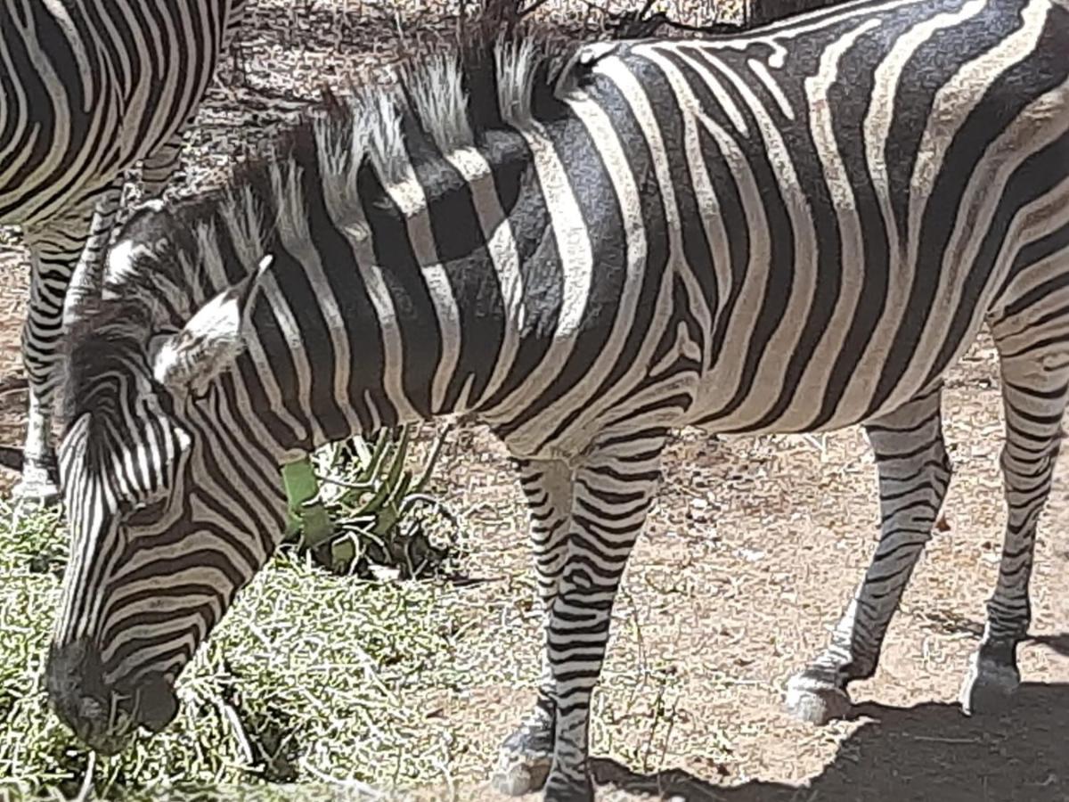 African Bush Escape Marloth Park Exteriör bild