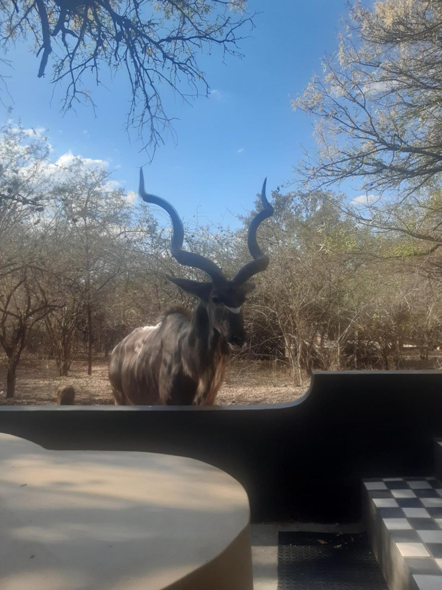 African Bush Escape Marloth Park Exteriör bild
