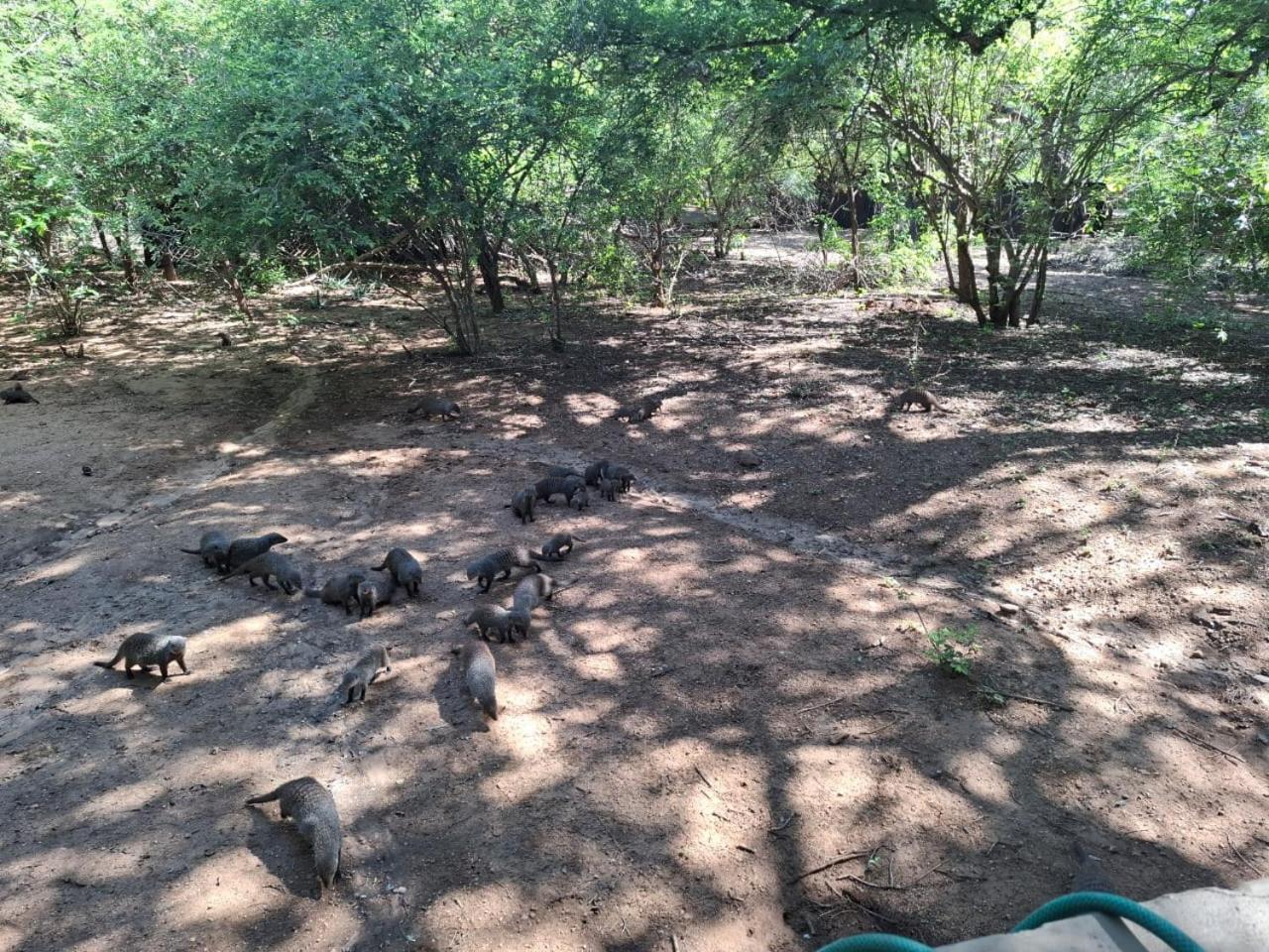 African Bush Escape Marloth Park Exteriör bild