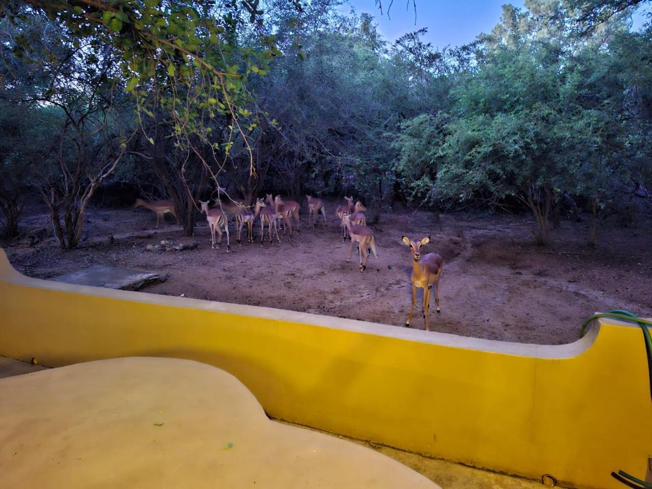 African Bush Escape Marloth Park Exteriör bild