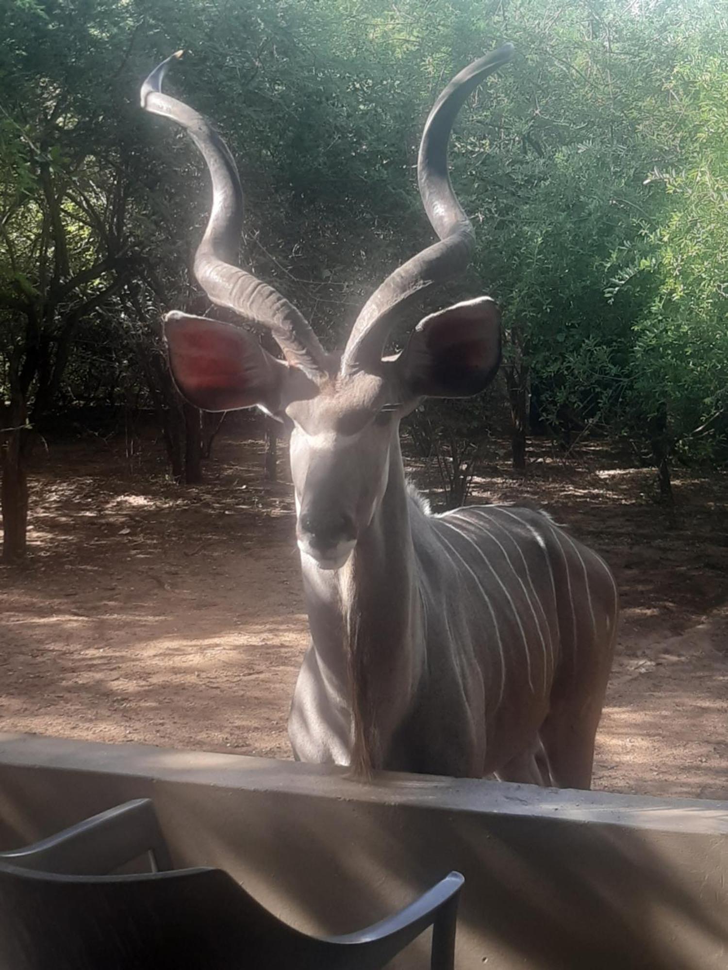 African Bush Escape Marloth Park Exteriör bild