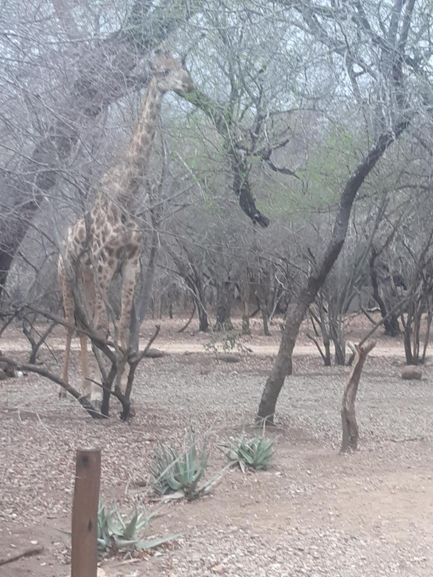 African Bush Escape Marloth Park Exteriör bild
